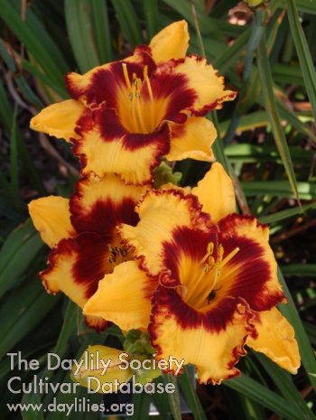 Daylily Memories of Molly